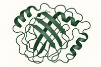 narrow the image to just the beta-lactoglobulin, removing all other images and text. Make the primary color forest green